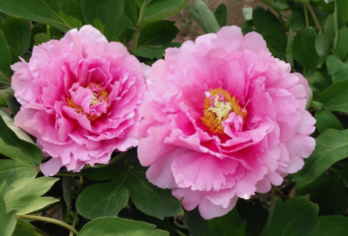 牡丹籽油精煉脫酸，企鵝機(jī)械設(shè)備較好掌控生產(chǎn)條件(圖1)