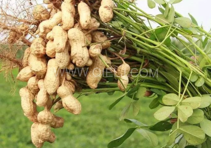 企鵝機械提供全套花生油提取設(shè)備，服務(wù)周到獲稱贊(圖1)